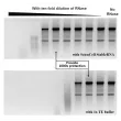 Provide 1000x Protection Against RNase Degradation -

A serially diluted RNase A (1 µg/µl to 1 fg/µL) were added to 2 10 uL of Stable RNA (top panel) or TE buffer (bottom panel) with RNA.