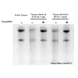 Stabilizes RNA in Tissues at Room Temperature for Up to One Week - 

Mouse kidney were cut (~10 mg) and stored in 1x PBS or StableRNA. Total RNA was isolated using DualPrep DNA/RNA Isolation Kit (Cat. #6908)