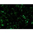 TCF/LEF GFP 报告载体转染 HEK293T 细胞后经通路激活的 GFP 表达（100×）

