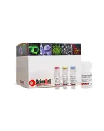 Absolute Mouse Telomere Length Quantification qPCR Assay Kit