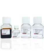 Alizarin Red S Staining Quantification Assay