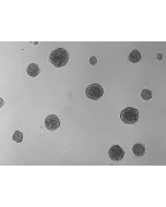 At days 3, 3D chondrocyte spheroid taken at 100X magnification.

