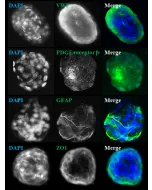 Days 7; IF analysis of rat blood brain barrier spheroids