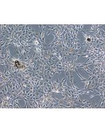 Bovine Iris Pigment Epithelial Cells (BIPEpiC)-Phase Contrast, 100X