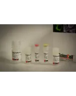Citrate Synthase Assay