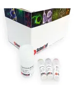 Colorimetric Trypsin Activity Assay