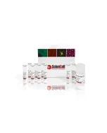 GeneQuery™ HLA-A PCR+Sanger SBT Typing Kit 