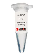 Human Adipose Microvascular Endothelial Cell MicroRNA