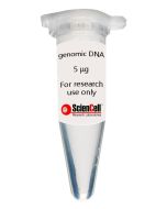 Human Aortic Adventitial Fibroblast Genomic DNA