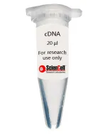 Human Aortic Fibroblast cDNA