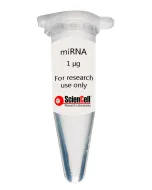 Human Aortic Fibroblast MicroRNA