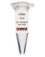 Human Astrocyte-midbrain cDNA