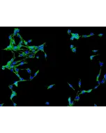 Human Brain Vascular Adventitial Fibroblasts (HBVAF) - Immunostaining for Fibronectin, 200x.
