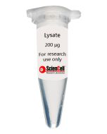 Human Bronchial Smooth Muscle Cell Lysate