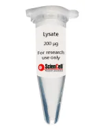 Human Cardiac Myocyte Lysate