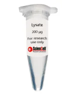 Human Colonic Microvascular Endothelial Cell Lysate