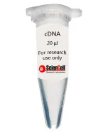 Human Hair Dermal Papilla Cell PCR-ready first strand cDNA, HHDPC cDNA