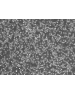 Human Lymphatic Mononuclear Cells (HLyMC) – Phase Contrast, 200x
