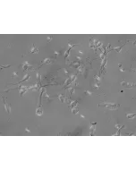 Human Neurons-brain stem (HN-bs) - Relief contrast, 400x.
