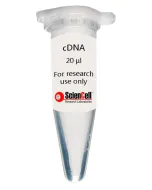 Human Scalp Fibroblast-fetal cDNA