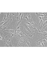 Human Villous Trophoblasts (HVT) - Phase Contrast, 400x
