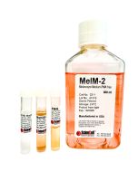 Melanocyte Medium-PMA free