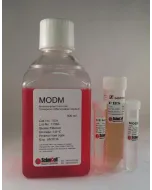 Mesenchymal Stem Cell Osteogenic Differentiation Medium (MODM)