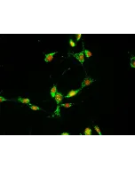 Mouse Dermal Fibroblasts (MDF) – Immunostaining for Fibronectin, 400x.
