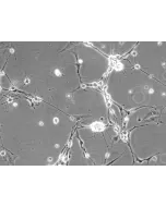 Mouse Neurons-spinal cord (MN-sc) - Phase contrast, 200x.
