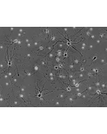 Mouse Neurons-spinal cord (MN-sc) - Phase contrast, 200x.
