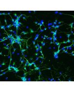 Mouse Neurons-substania nigra (MN-sn) - Immunostaining for &beta;-Tubulin III