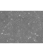 Mouse Pulmonary Fibroblasts (MPF) - Phase contrast, 100x.
