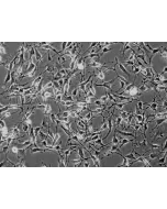 Mouse Schwann Cells (MSC) - Phase contrast, 200x.
