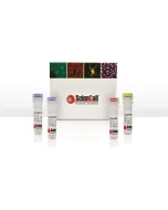 Mycoplasma PCR Detection Kit