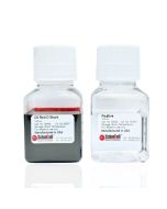 Oil Red O Staining Kit