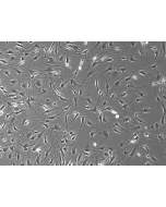 Rat Dermal Fibroblasts-adult (RDF-a) - Phase Contrast, 100x.
