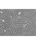 Rat Lens Epithelial Cells (RLEpiC) - Phase contrast, 200x.
