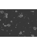 Ready-to-use Airway Spheroids at 24 hour post thawing
