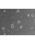 Ready-to-use 3D human BBB spheroids at 24 hours after thawing