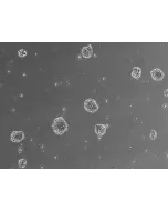 Ready-to-use 3D human BBB spheroids at 24 hours after thawing
