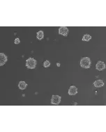 Ready-to-use 3D osteoblast spheroids at 24 hours after thawing