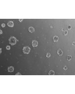 Ready-to-use 3D chondrocyte spheroids at 24 hours after thawing