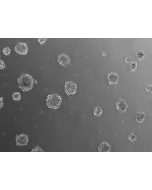 Ready-to-use 3D chondrocyte spheroids at 24 hours after thawing