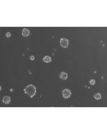 Ready-to-use 3D HSC spheroids at day 1 post thawing