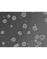 At 24 h post thawing - Osteoblast and endothelial cells co-culture spheroids.
