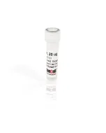 Recombinant Human Growth Hormone (rhGH)