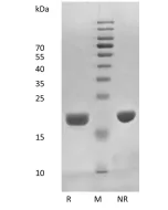 Recombinant Human Interleukin-11