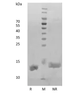 Recombinant Human Interleukin-2