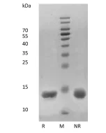 Recombinant Human Interleukin-3