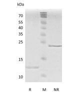 Recombinant Human Transforming Growth Factor-β2